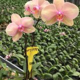 Phal. Da Shyang "1798" - Image 3
