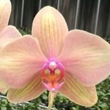 Phal. Da Shyang "1798"