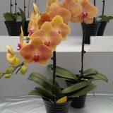 Phal. Ark's Green Angel - Image 2