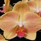 Phal. Ark's Green Angel