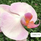 Phal. Da Shang "1796"