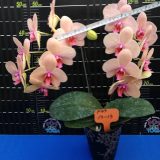 Phal. Da Shyang Holiday