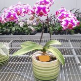Phal. Da Shang Lighten - Image 2