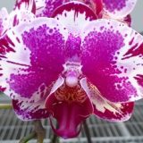 Phal. Da Shang Lighten