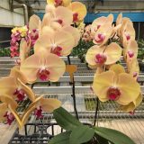 Phal. Da Shang "1436" - Image 2
