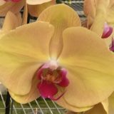 Phal. Da Shang "1436"