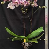 Phal. (Leopard Prince X Chian Xen Pearl) - Image 2