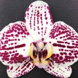 Phal. (Leopard Prince X Chian Xen Pearl)