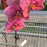 Phal. Da Shyang "1635" - Image 2