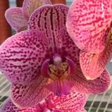 Phal. Da Shyang "1635"