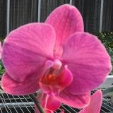 Phal. Da Shyang "1651"