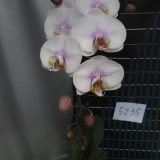 Phal. Jiuhbao Snow White - Image 2