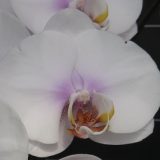 Phal. Jiuhbao Snow White