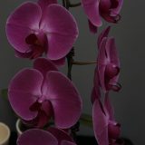 Phal. Jiuhbao Red Dress - Image 2