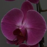 Phal. Jiuhbao Red Dress