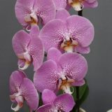 Phal. Fuller's Star - Image 2