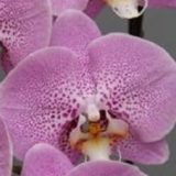 Phal. Fuller's Star