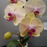 Phal. Jiuhbao "5599" - Image 2