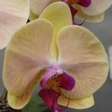 Phal. Jiuhbao "5599"