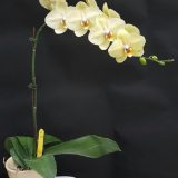 Phal. Gan Lin "1069" - Image 2
