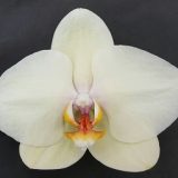 Phal. Gan Lin "1069"