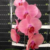 Phal. Taida Orange Queen - Image 2