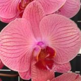 Phal. Taida Orange Queen