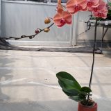 Phal. Taida Orange Queen X Phal. Fuller's Sunset - Image 2