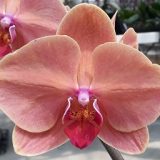 Phal. Taida Orange Queen X Phal. Fuller's Sunset