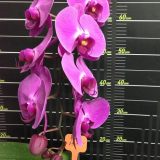 Phal. Yen Shuai Red Grape - Image 2