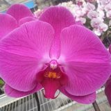 Phal. Yen Shuai Red Grape