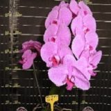 Phal. Da Shyang Red Crow