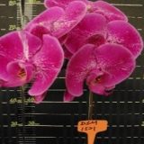 Phal. Da Shyang Rosy Clouds X Phal. Da Shyang Red Bull