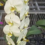 (Dtps. Sogo X Phal. Brother Rush - Dtps. Chain Xen Queen) X Phal. Emeraude - Image 2