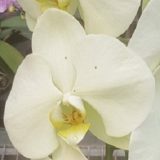 (Dtps. Sogo X Phal. Brother Rush - Dtps. Chain Xen Queen) X Phal. Emeraude