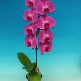Phal. Star "R05" - Image 2