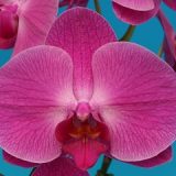 Phal. Star "R05"