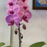 Phal. Cheng De Beauty "EH40" - Image 2