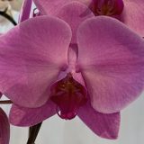 Phal. Cheng De Beauty "EH40"