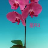 Phal. Star "R03" - Image 2