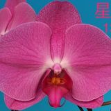 Phal. Star "R03"