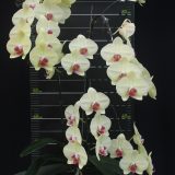 Phal. Fushine Golden Age × Phal. Sibin Prince - Image 2