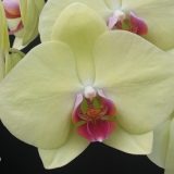 Phal. Fushine Golden Age × Phal. Sibin Prince