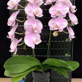 Phal. (Taisuco Bright X Zuma's Pixie) X Phal. Amabilis - Image 2