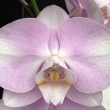 Phal. (Taisuco Bright X Zuma's Pixie) X Phal. Amabilis