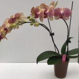 Dtps. Gan Lin "359" - Image 3