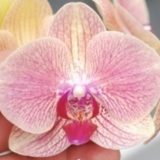 Dtps. Gan Lin "359"