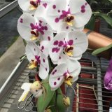 Phal. Da Shyang "1707" - Image 2