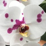 Phal. Da Shyang "1707"
