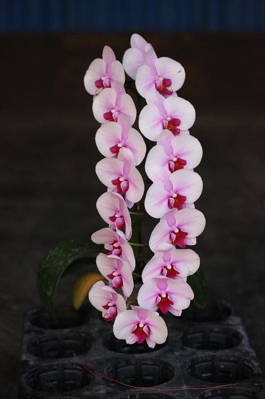 Phal. Ever Spring Prince – Welcome to Orchid Cultivators